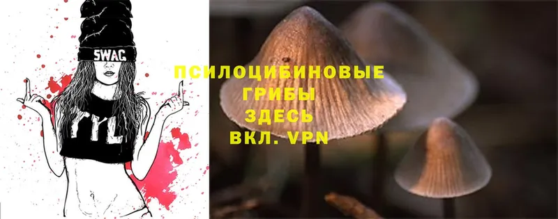 купить   Сортавала  Псилоцибиновые грибы MAGIC MUSHROOMS 